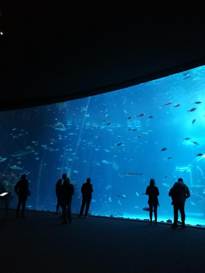 Las Canteras Aquarium Las Palmas de Gran Canaria Bagian luar foto