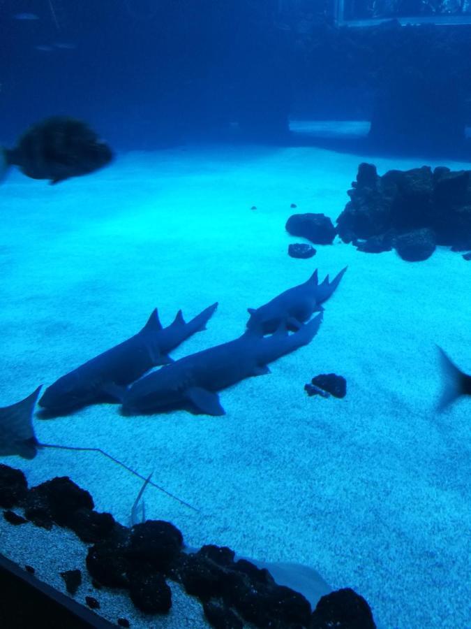 Las Canteras Aquarium Las Palmas de Gran Canaria Bagian luar foto